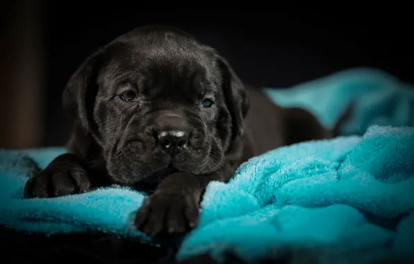 Baby, puppy, face, doggie, cane Corso