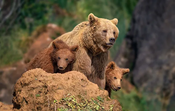 Look, face, nature, stones, tree, bears, bears, poses