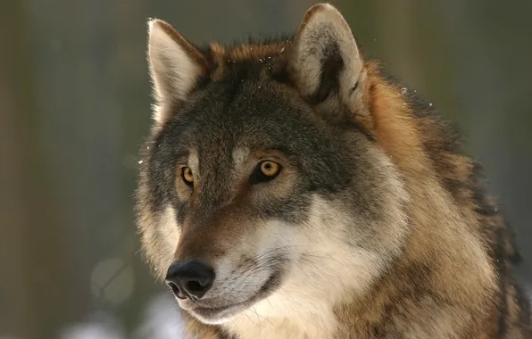 Picture nature, snow, predator, face, animal, wolf, wildlife, portrait