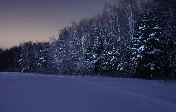 Winter, forest, snow, night