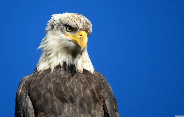 Bird, predator, Eagle
