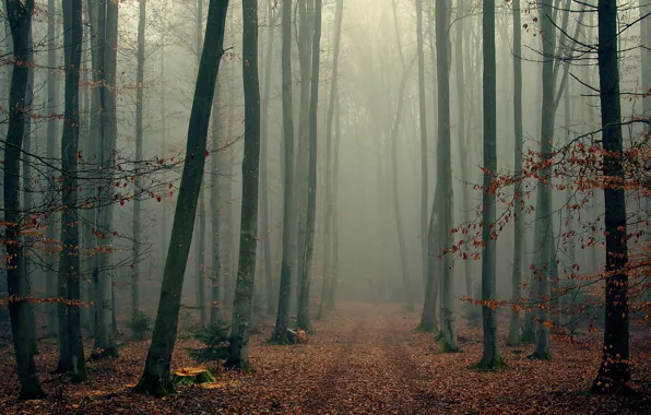 Picture autumn, forest, fog