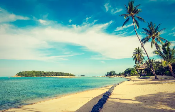 Picture sand, sea, beach, summer, the sky, palm trees, summer, beach