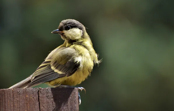 Board, bird, tit