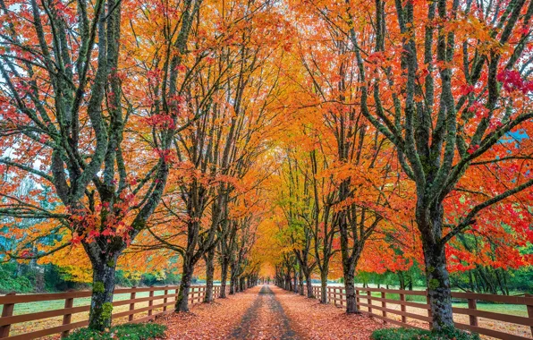 Autumn, trees, Washington, USA, alley, Rockood Farm