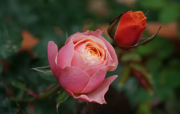Macro, rose, buds