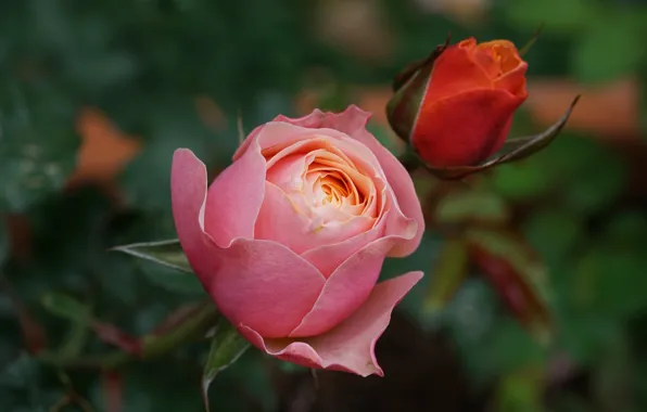 Picture macro, rose, buds