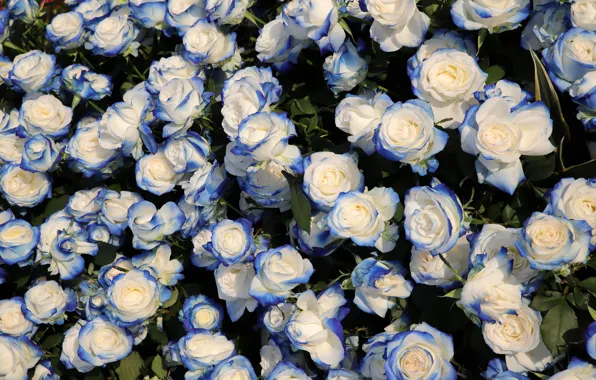 Picture leaves, blue, roses, buds, a lot, two-tone, blue-white