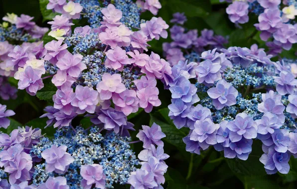 Picture summer, flowers, pink, flowering, the bushes, a lot, lilac, hydrangea