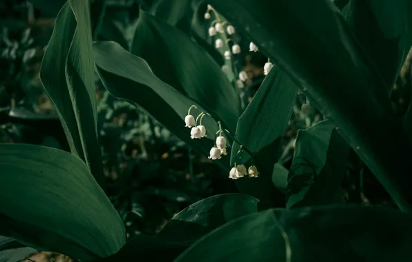 Picture leaves, flowers, the dark background, spring, white, lilies of the valley