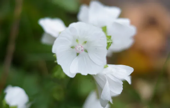 Greens, white, macro, flowers, mallow