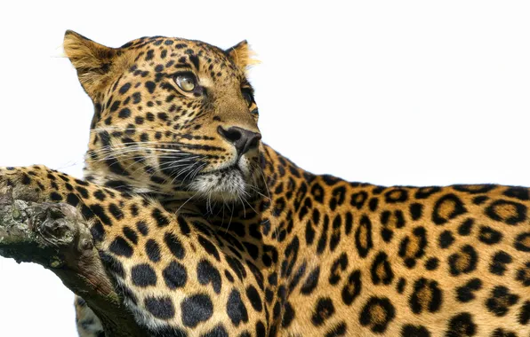 Picture look, predator, branch, spot, leopard, white background, big cat