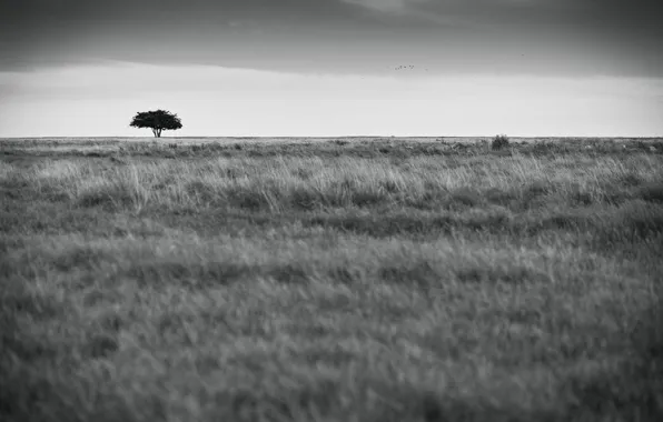 Field, tree, b/W, Life, by Robin de Blanche