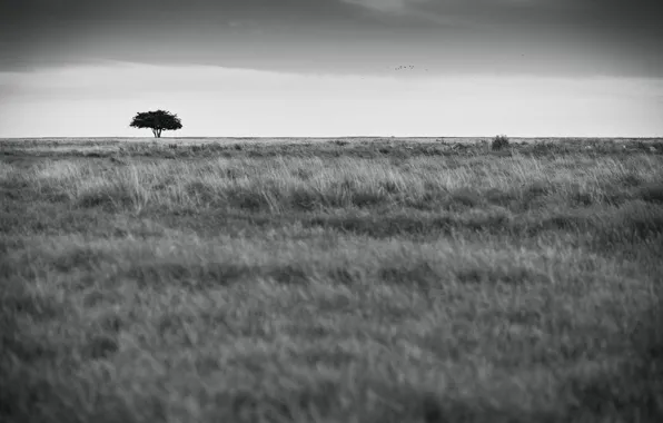 Picture field, tree, b/W, Life, by Robin de Blanche