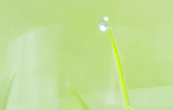 Summer, sheet, green, leaves