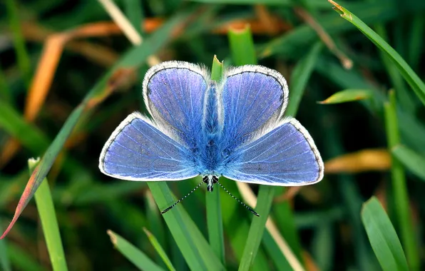 Macro, butterfly, hairy, Metalic