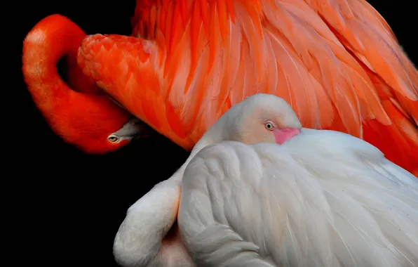 Picture bird, paint, feathers, beak, Flamingo