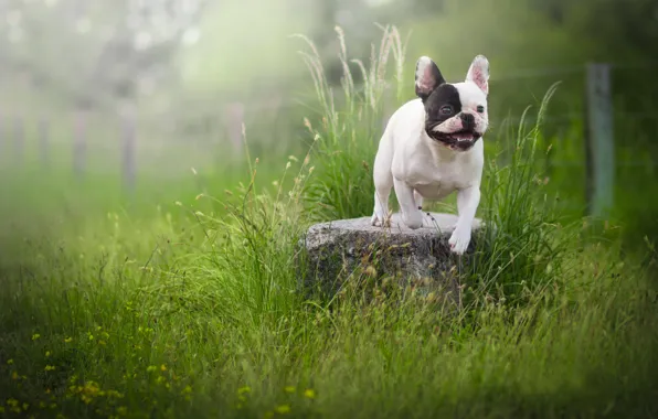 Grass, stones, dog, French bulldog