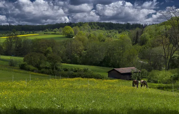 Greens, field, forest, summer, nature, hills, field, horses
