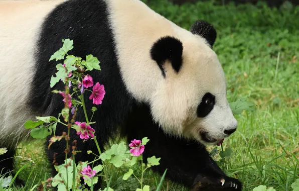 Face, flowers, garden, bear, Panda, walk