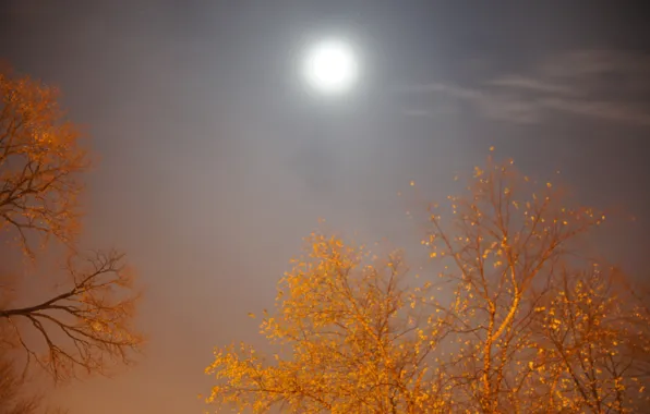 Autumn, the sky, night, the moon, moon, moonlight, moonrise, sky