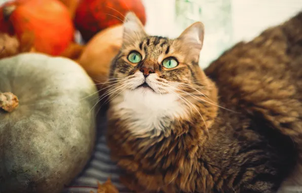 Autumn, cat, cat, look, holiday, portrait, pumpkin, lies