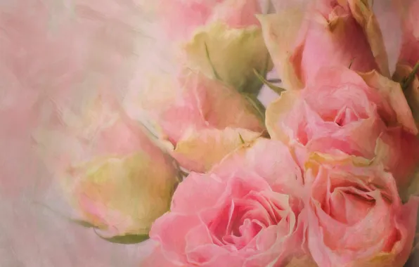 Roses, bouquet, pink, strokes