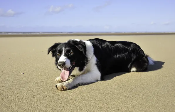 Picture sea, beach, summer, dog