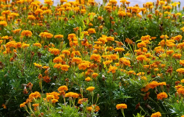 Flowers, yellow, garden, orange, flowerbed, a lot, marigolds