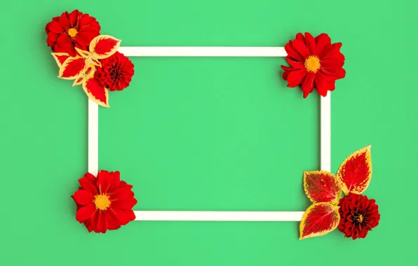 Leaves, flowers, green, background, holiday, color, frame, red