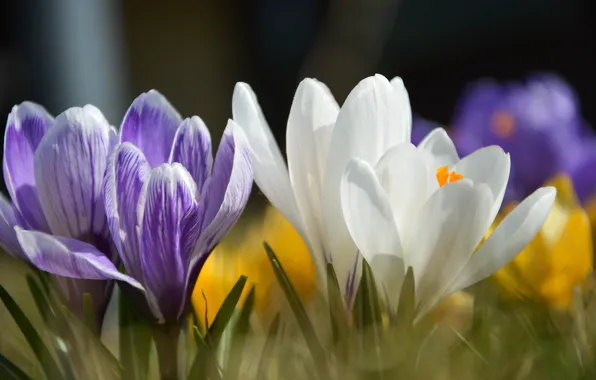 Macro, light, flowers, spring, petals, purple, crocuses, white