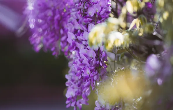 Flowers, lilac, bokeh, Wisteria, Wisteria