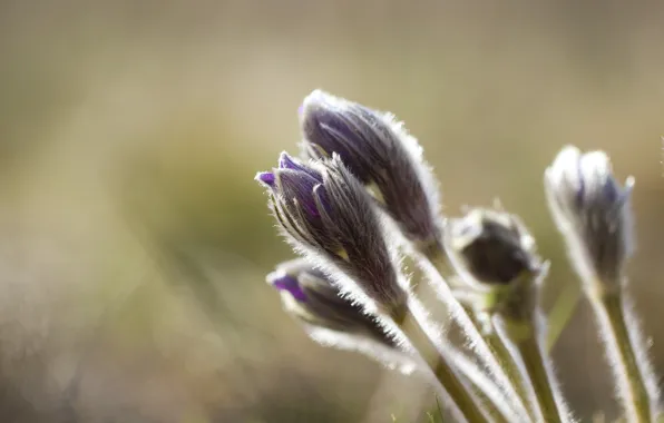 Picture background, spring, dream grass