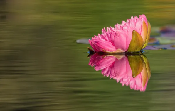 Flower, water, nature, lake, pond, reflection, pink, Lily