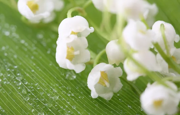 Picture flowers, nature, lilies of the valley