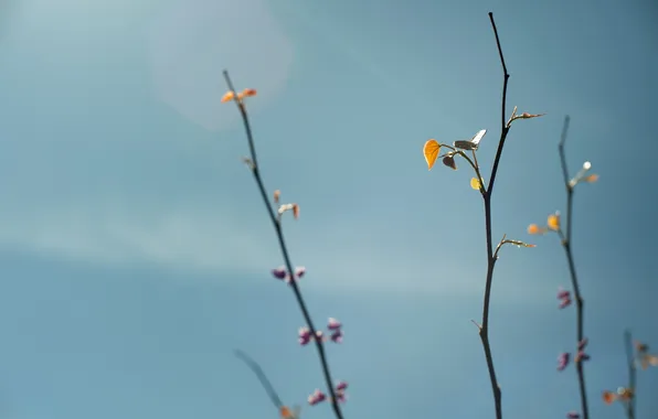 The sky, leaves, branches, minimalism