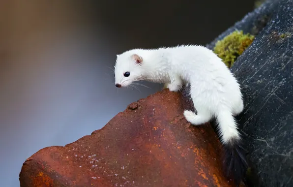White, look, pose, the dark background, sweetheart, muzzle, tail, weasel