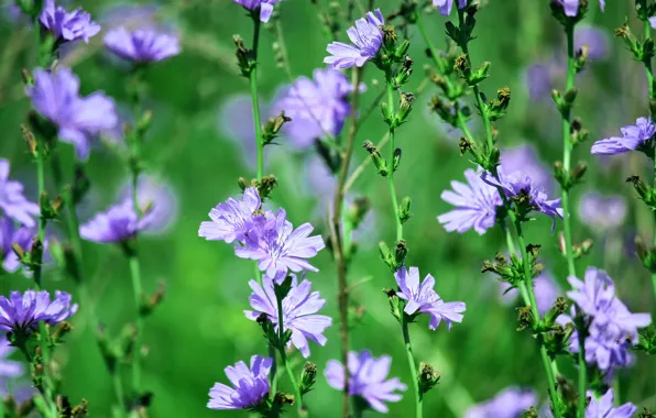 Summer, flowers, chicory