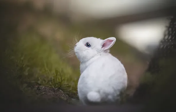 Baby, bokeh, rabbit, white rabbit, Lyudmila Bogush