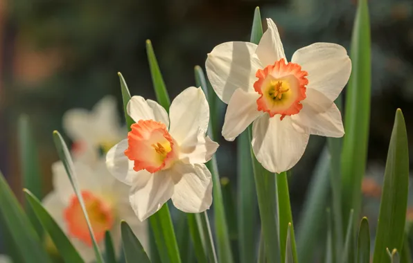 Picture leaves, white, daffodils, bokeh