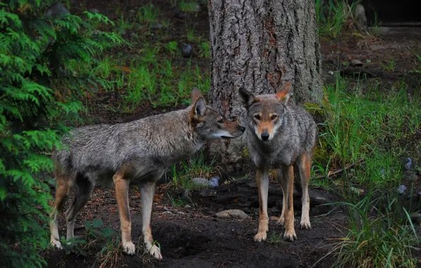 Nature, predator, animal, wolf, wildlife, portrait, portrait., Canis lupus. face