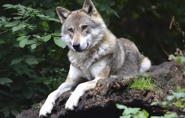 Nature, predator, animal, wolf, wildlife, portrait, portrait., Canis lupus. face