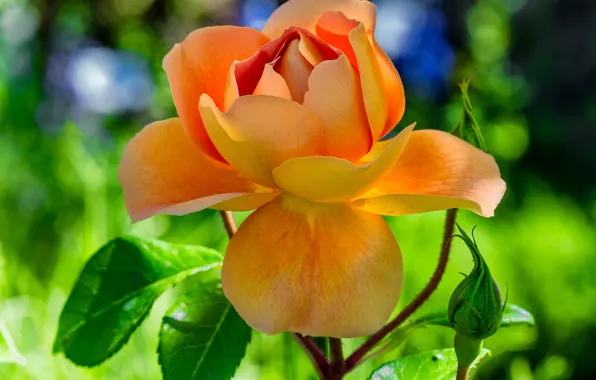 Leaves, rose, Orange