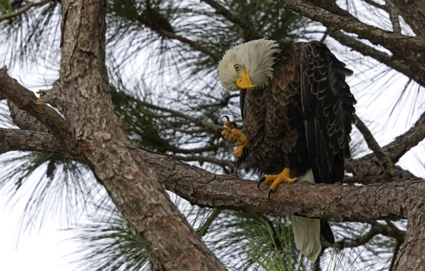 Look, branches, pose, tree, bird, eagle, needles, pine