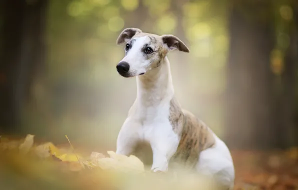 Autumn, forest, foliage, portrait, dog, puppy, bokeh