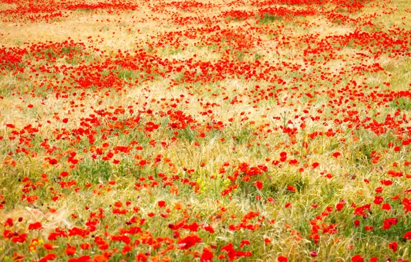Picture field, grass, red, Maki