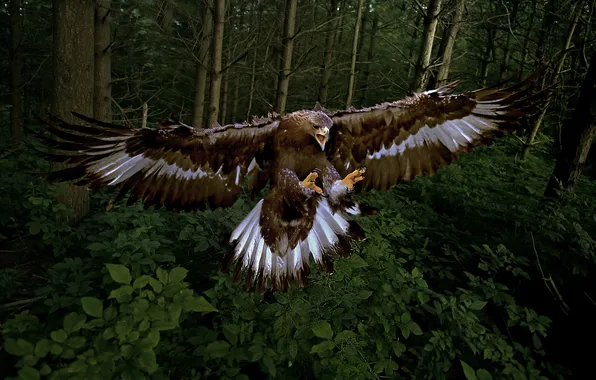 Forest, trees, the dark background, thickets, bird, eagle, beak, claws