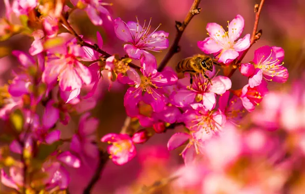 Macro, flowers, bee, spring, garden, insect