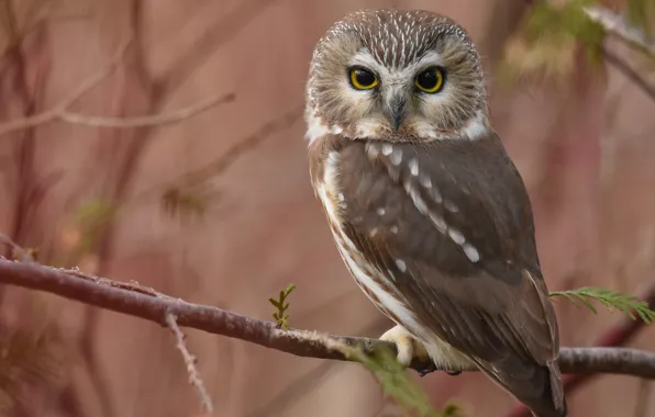 Branches, owl, bird, blur, North American boreal owl
