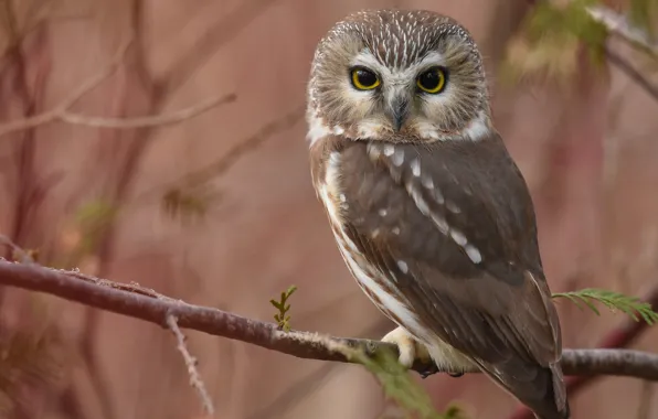 Picture branches, owl, bird, blur, North American boreal owl